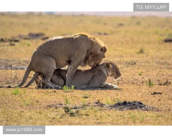 西班牙足球明星的伴侣们揭秘她们的故事与风采 西班牙足球明星的伴侣们揭秘她们的故事与风采