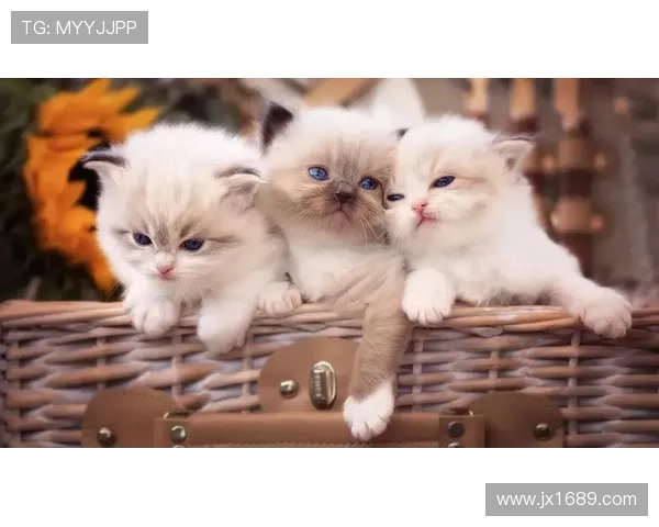 养猫的足球明星是谁他与爱猫的温馨故事揭秘